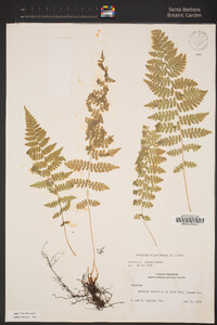 Athyrium filix-femina var. cyclosorum image