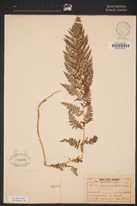 Athyrium distentifolium var. americanum image