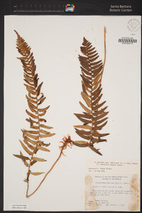 Polystichum imbricans subsp. imbricans image