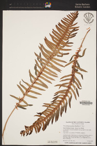 Polystichum munitum image