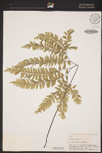 Adiantum pedatum image