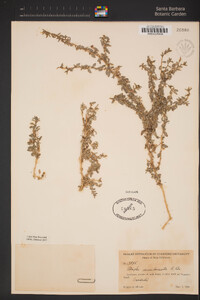 Atriplex semibaccata image