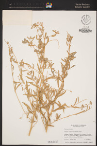 Atriplex canescens image