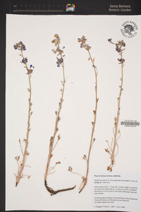 Delphinium parryi subsp. purpureum image