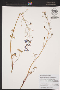 Delphinium patens subsp. montanum image
