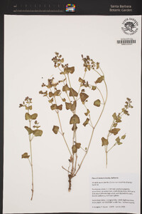 Mirabilis laevis image