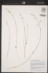 Stephanomeria exigua subsp. coronaria image