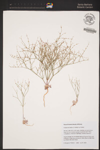 Eriogonum baileyi var. baileyi image