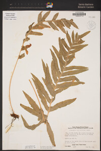 Polypodium californicum image