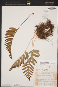 Polypodium californicum image