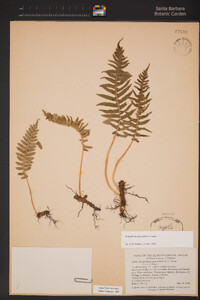 Polypodium glycyrrhiza image