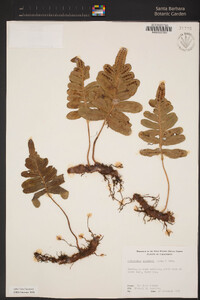 Polypodium scouleri image