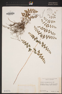 Pellaea andromedifolia image