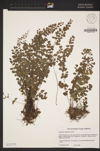 Adiantum capillus-veneris image