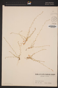 Athysanus pusillus image