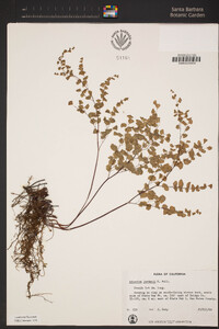 Adiantum jordanii image