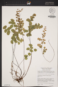 Adiantum jordanii image