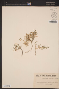 Selaginella bigelovii image