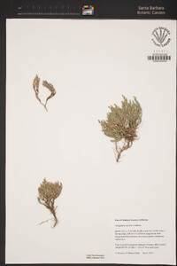 Selaginella bigelovii image