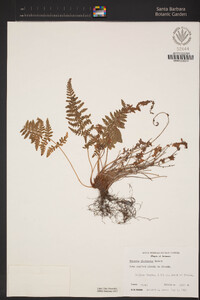 Woodsia plummerae image