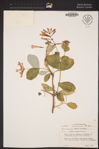 Lonicera sempervirens image