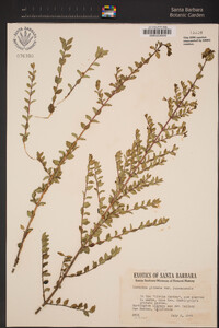 Lonicera pileata var. yunnanensis image