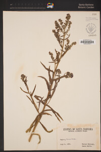 Image of Anchusa capensis