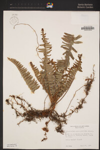 Polystichum acrostichoides image