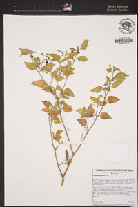 Solanum americanum image