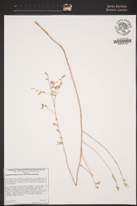 Stephanomeria exigua subsp. coronaria image