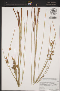 Juncus balticus image