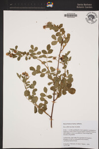 Rosa californica image