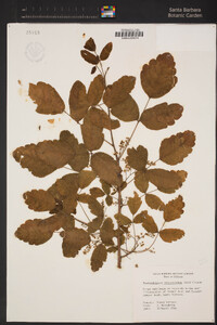 Toxicodendron diversilobum image