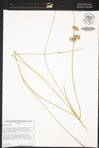 Juncus torreyi image