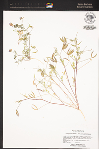 Astragalus rattanii image