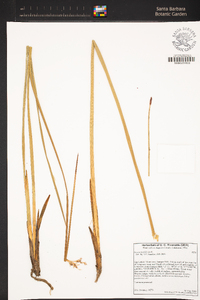 Juncus textilis image