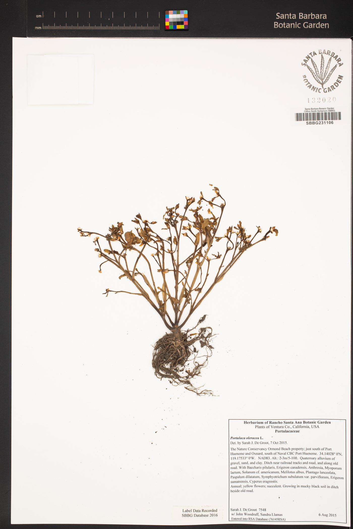 Portulacaceae image