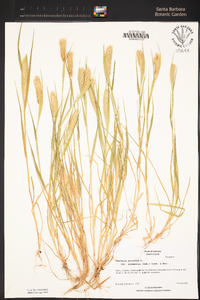 Phalaris paradoxa image