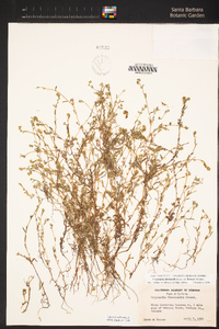 Cryptantha clevelandii var. florosa image