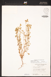 Cryptantha nemaclada image