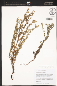 Cryptantha clevelandii var. florosa image