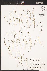Githopsis diffusa subsp. diffusa image