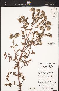 Phacelia cicutaria image