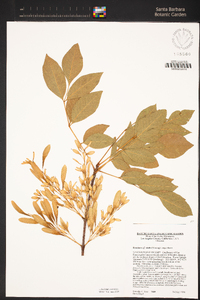 Fraxinus uhdei image