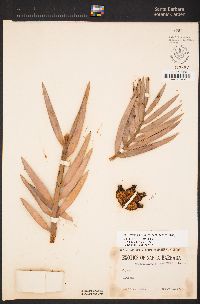Image of Encephalartos lehmannii
