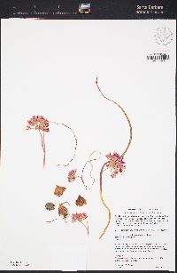 Allium fimbriatum var. fimbriatum image
