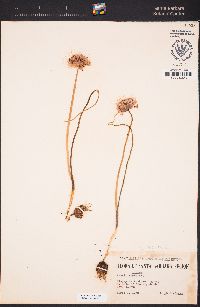 Allium howellii var. howellii image