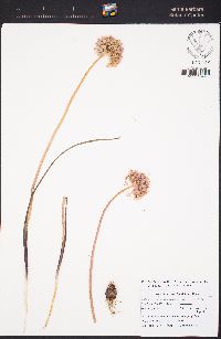 Allium howellii var. sanbenitense image