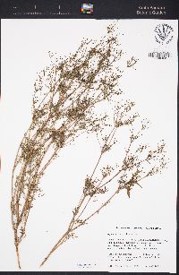 Apiastrum angustifolium image