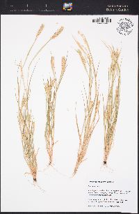 Phalaris paradoxa image